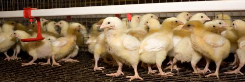 Chicken broilers. Poultry farm